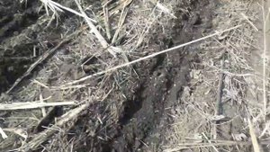 21.03.2019. NO-TILL широкорядный посев ячменя пропашной сеялкой Kinze 2000