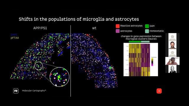 Every cell matters: Molecular Cartography™ to study changes in gene expression in Alzheimer’s... смотреть онлайн
