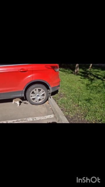 Кошка Моника| Доброе утро 🌿 |Невская Маскарадная| Monica Cat смотреть онлайн