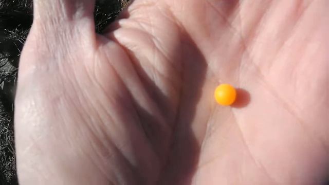 fossils tin can beach Saint John NB Feb 17 2019 finding a yellow pearl смотреть онлайн