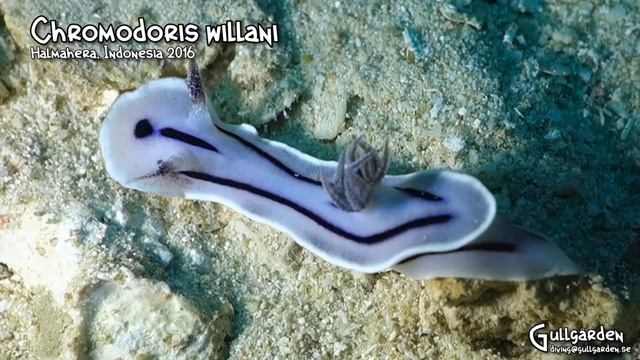 Chromodoris willani смотреть онлайн