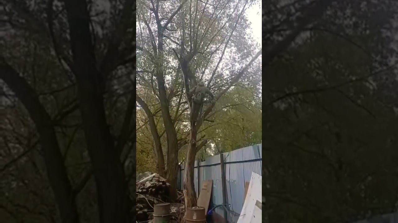 Удалим сухие и аварийные деревья на вашем участке. #спилдеревьев