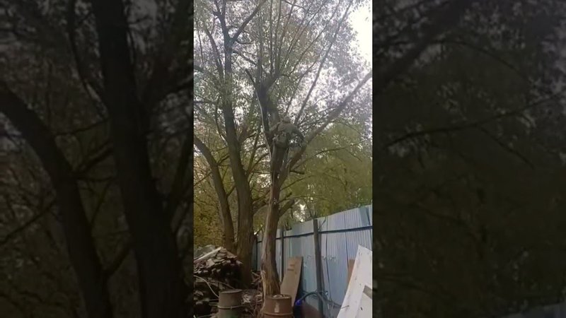 Удалим сухие и аварийные деревья на вашем участке. #спилдеревьев