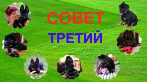 Как правильно выбрать щенка