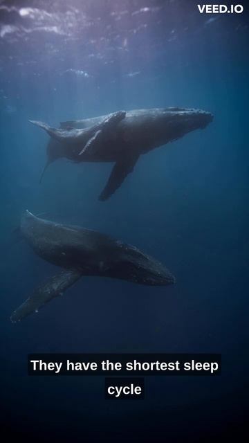 How sperm whales sleeps 😱😱 #shorts смотреть онлайн