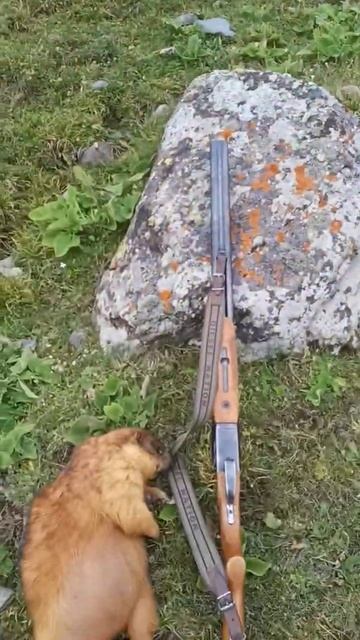 Охота в Киргизии на красного сурка 10.07.2020 смотреть онлайн