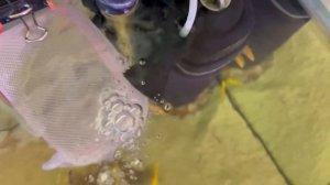 Как сохранить икру цихлид