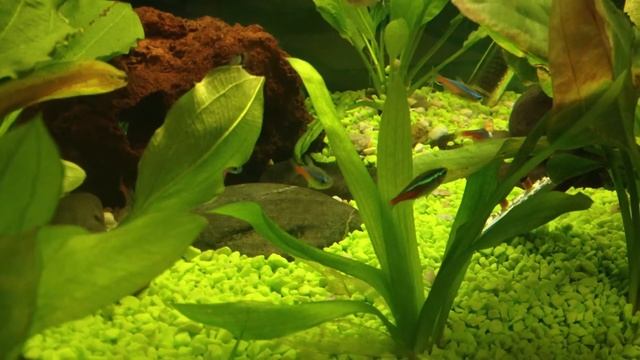 Acuario de 160 lts comunitario, neon, pristelas, culis, pichards, ojo rojo, gupys, cebras, beta. смотреть онлайн