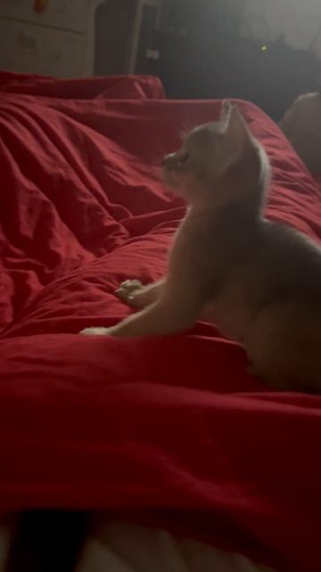 Аббисинский котёнок