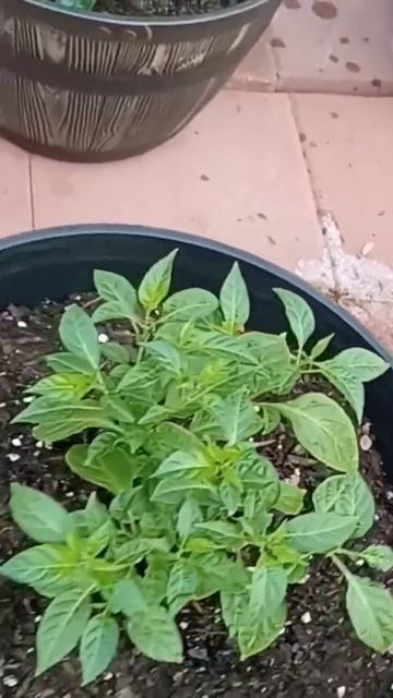 Hottest Peppers 🌶  #hotpeppers #gardening #chilipeppers #carolinareaper #hotsauce #urbangardening