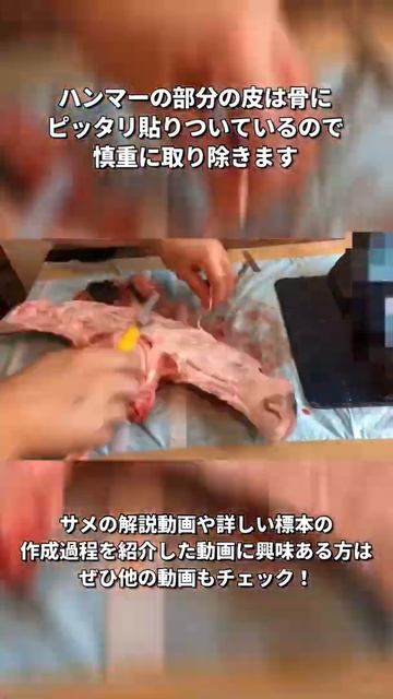 【閲覧注意】シュモクザメの頭を骨だけにした結果【#shorts 】 смотреть онлайн