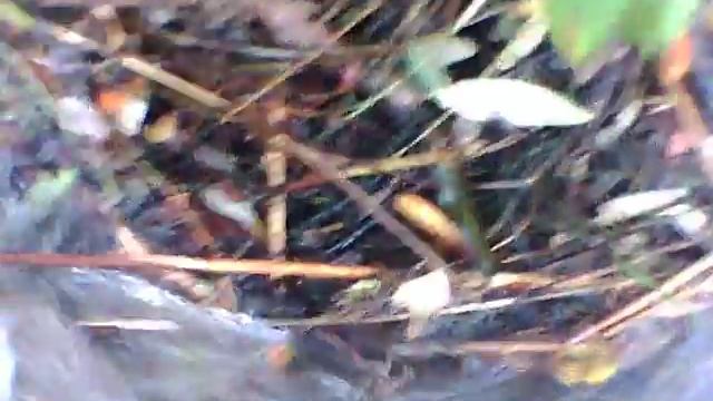 Проверка капканов на бобра