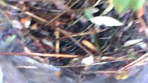 Проверка капканов на бобра