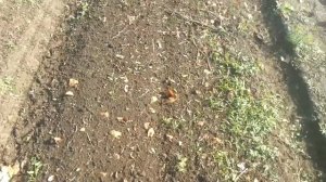 Подборщик луковый ПЛ-1200