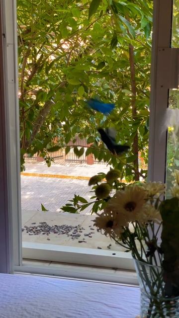 Yucatan jay. Юкатанские сойки смотреть онлайн