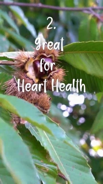 3 Health Benefits You Should Know About Chestnuts Eat Vegan shorts