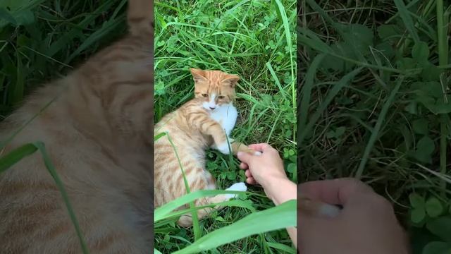 Котёнок тоже любит ласку #всочиумаши Рыжий котёнок! смотреть онлайн