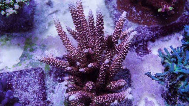 TGC Cherry Bomb смотреть онлайн