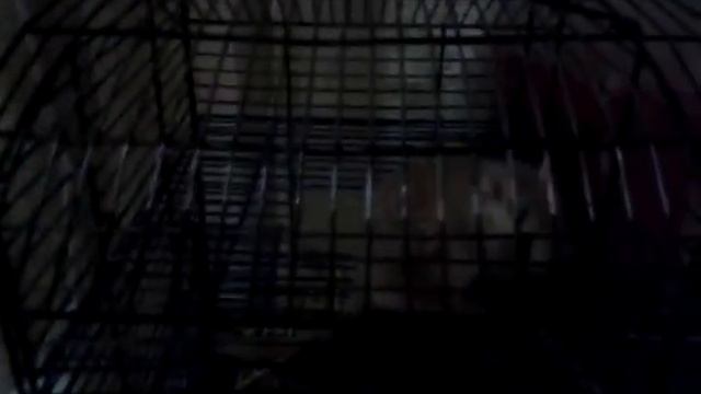 Моей мангольскай пищанке по имени рыжик через месяц исполняется 1 год смотреть онлайн