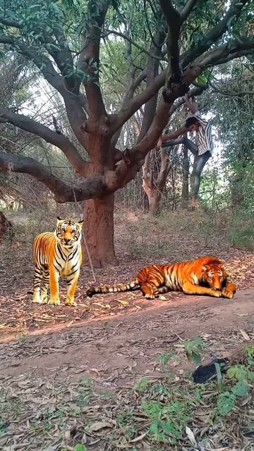 tiger attack #viral #trending #viralvideo #asmr #upsc смотреть онлайн