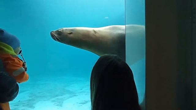 KosyginRSU Rygalova Vitalina Nikolich Anastasiia МВА 121 Moscow zoo in a nutshell смотреть онлайн