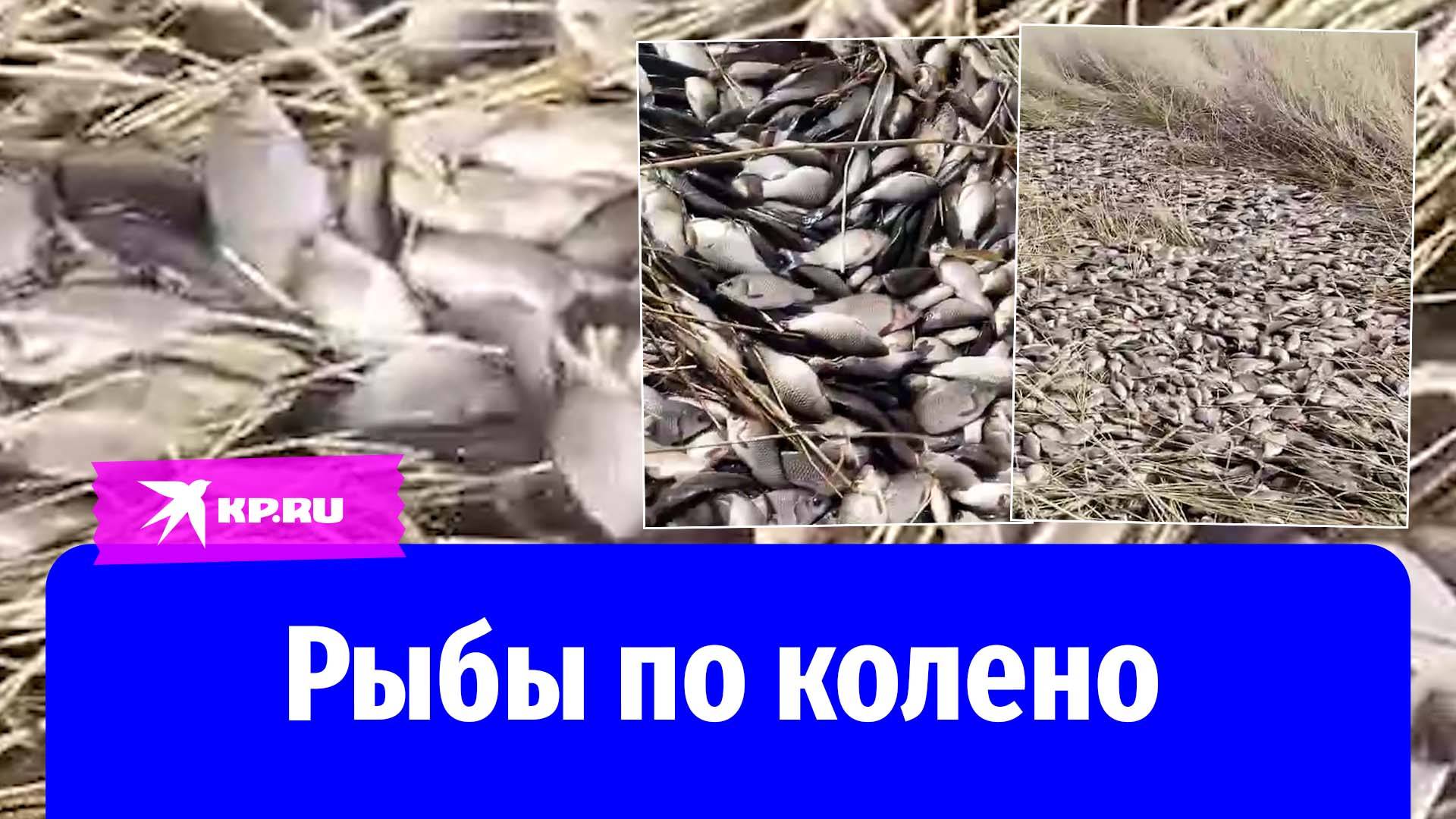 Весеннее половодье вынесло на берега водоёмов в Омской области тонны рыбы