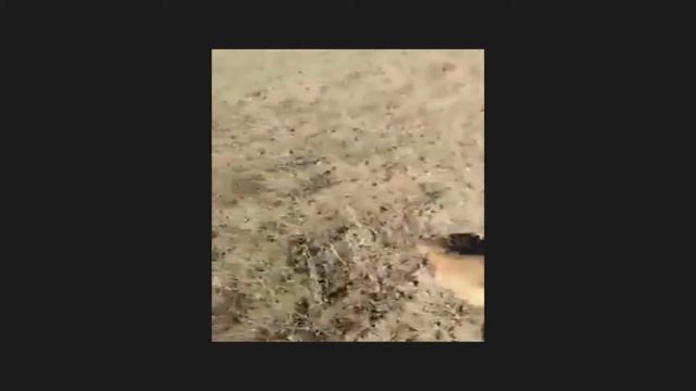 Татаадаг хүү болон тарвага смотреть онлайн