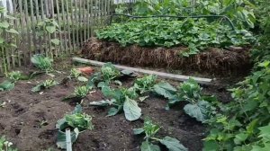 запустили эл. пастух. охота коровы - как протекает. Ч. П в огороде. Остались без урожая