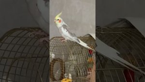 Корелла говорит «Дай поцелую»