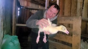 Еду покупать Гусят в наше хозяйство