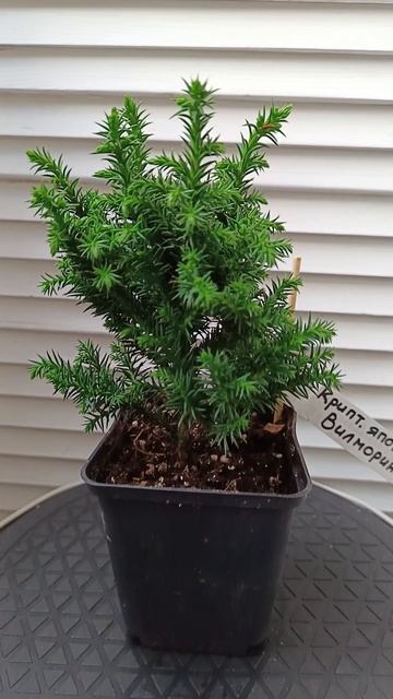 Криптомерия японская Йокогама и Вилмориниана
(Criptomeria japonica Yokohama , Vilmoriniana)
#shorts