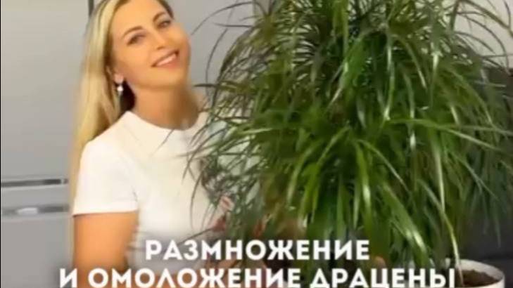 Размножение и омоложение драцены 🪴