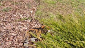 ВОЗВРАЩЕНИЕ НА ДАЧУ