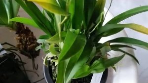 Unboxing anggrek -Trichocentrum lanceanum (Oncidium lanceanum) - Oncidium yellow twinkle