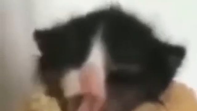 Котенок мотоцикл тррр тррр трррр смотреть онлайн