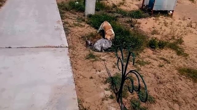 волк кот и собака смотреть онлайн