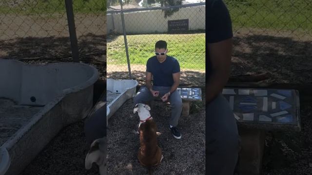 March doggie sponsor! Number 1 смотреть онлайн