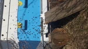 15 апреля 2025 г. Зацвела ива.