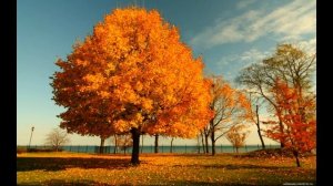 Трио Реликт. Отговорила роща золотая