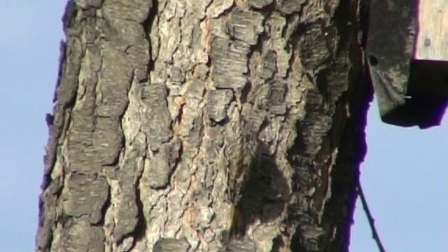 Sperlingsvögel Gartenbaumläufer (Certhia brachydactyla) Short-toed Treecreeper -Video von KLAUS TAU смотреть онлайн