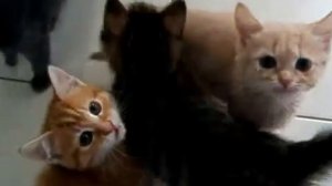 Котята просят кушать