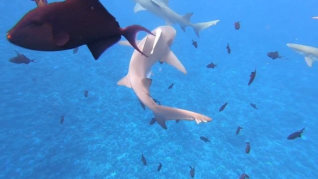 Bora Bora Shark Bait! смотреть онлайн