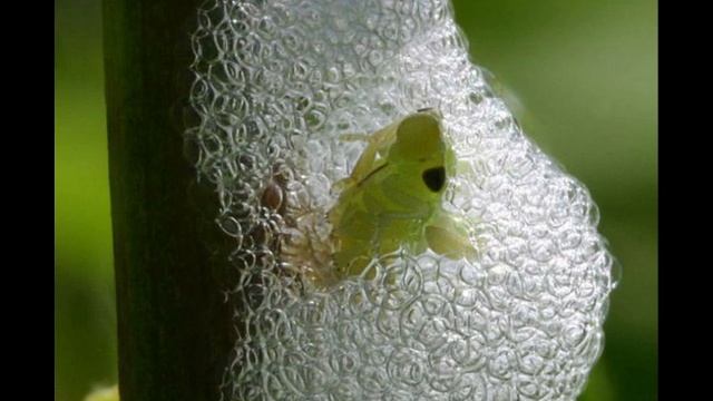 L'orribile vita dell'Aphrophoridae смотреть онлайн