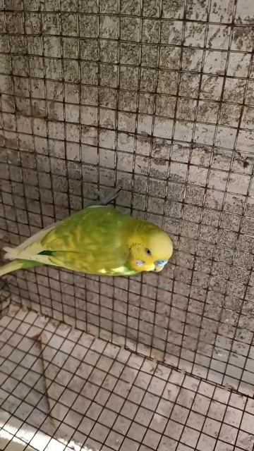 🐣🐣 hermosas crías 🌈❤️✨️ смотреть онлайн