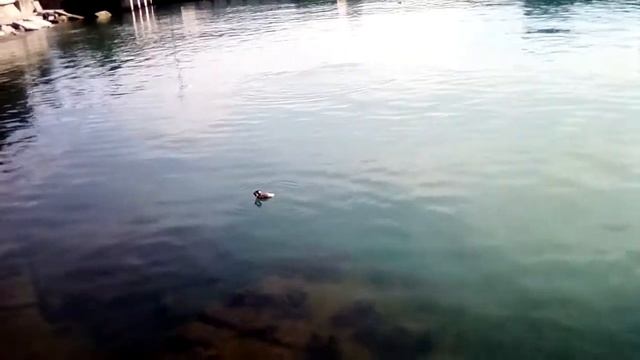 Море. Птицы.