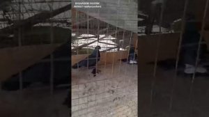 БУХАРСКИЕ ГОЛУБИ  АКМАЛ АКА 2021 МОЛОДЁЖЬ PIGEONS