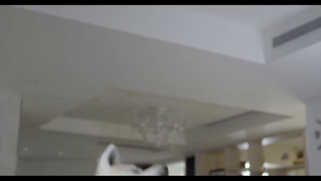 Furbo Dog Camera | Treat-tossing Pet Camera смотреть онлайн