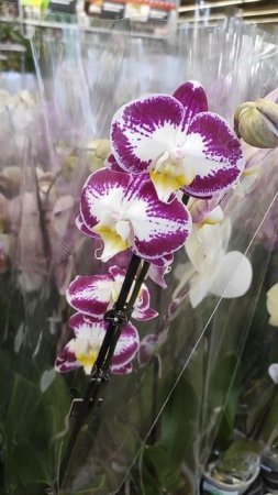 Орхидеи. Phalaenopsis Bellicose. #Фаленопсис