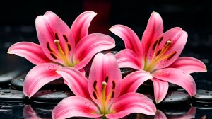 РИТМИЧНАЯ УСПОКАИВАЮЩАЯ ФОНОВАЯ МУЗЫКА ДЛЯ ЙОГИ И МЕДИТАЦИИ 🎵 МУЗЫКА ДЛЯ ДУШИ В ХОРОШЕМ КАЧЕСТВЕ