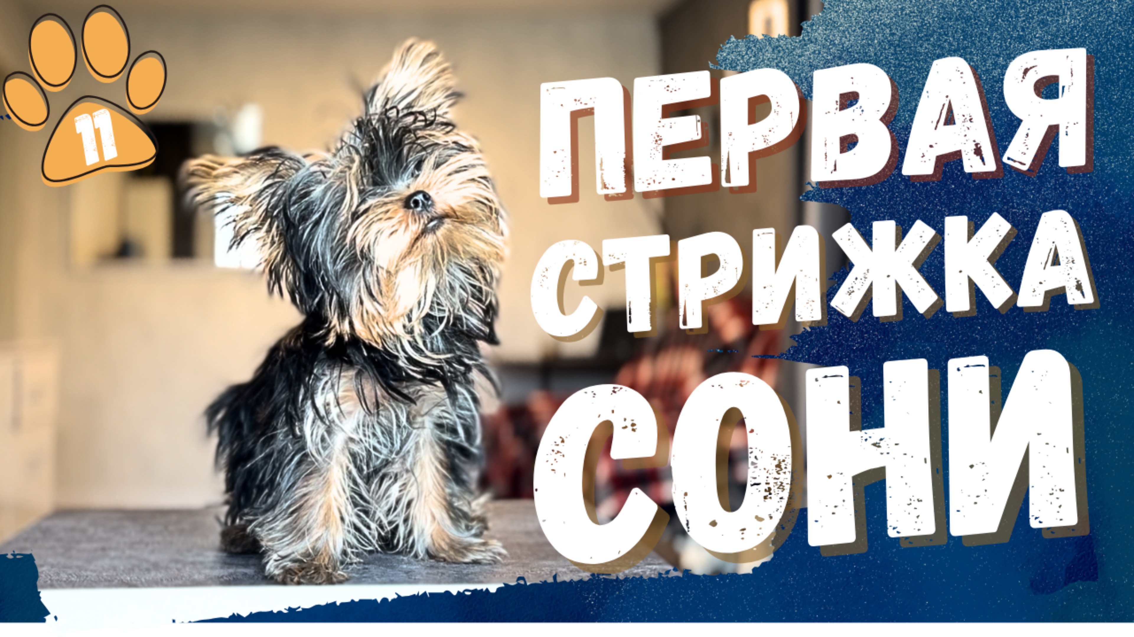 Соня пошла в салон 😱💇♀️ Первая встреча с грумером!